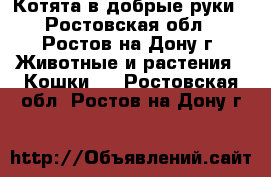 Котята в добрые руки - Ростовская обл., Ростов-на-Дону г. Животные и растения » Кошки   . Ростовская обл.,Ростов-на-Дону г.